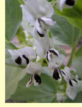 Бобы конские (Vicia faba L.) Бобы конские (Vicia faba L.)